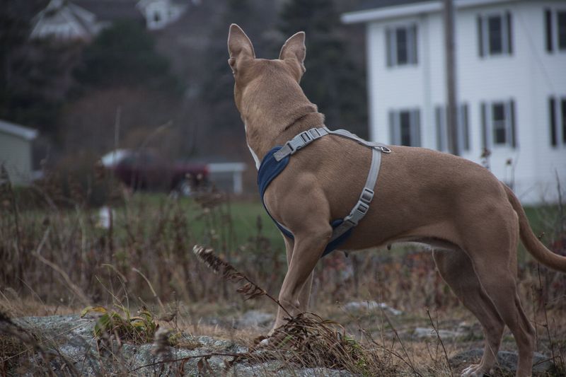 dog harness yard