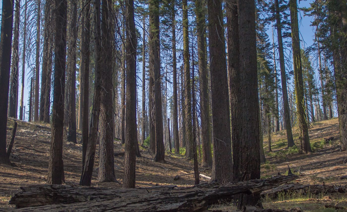 forest fallen tree