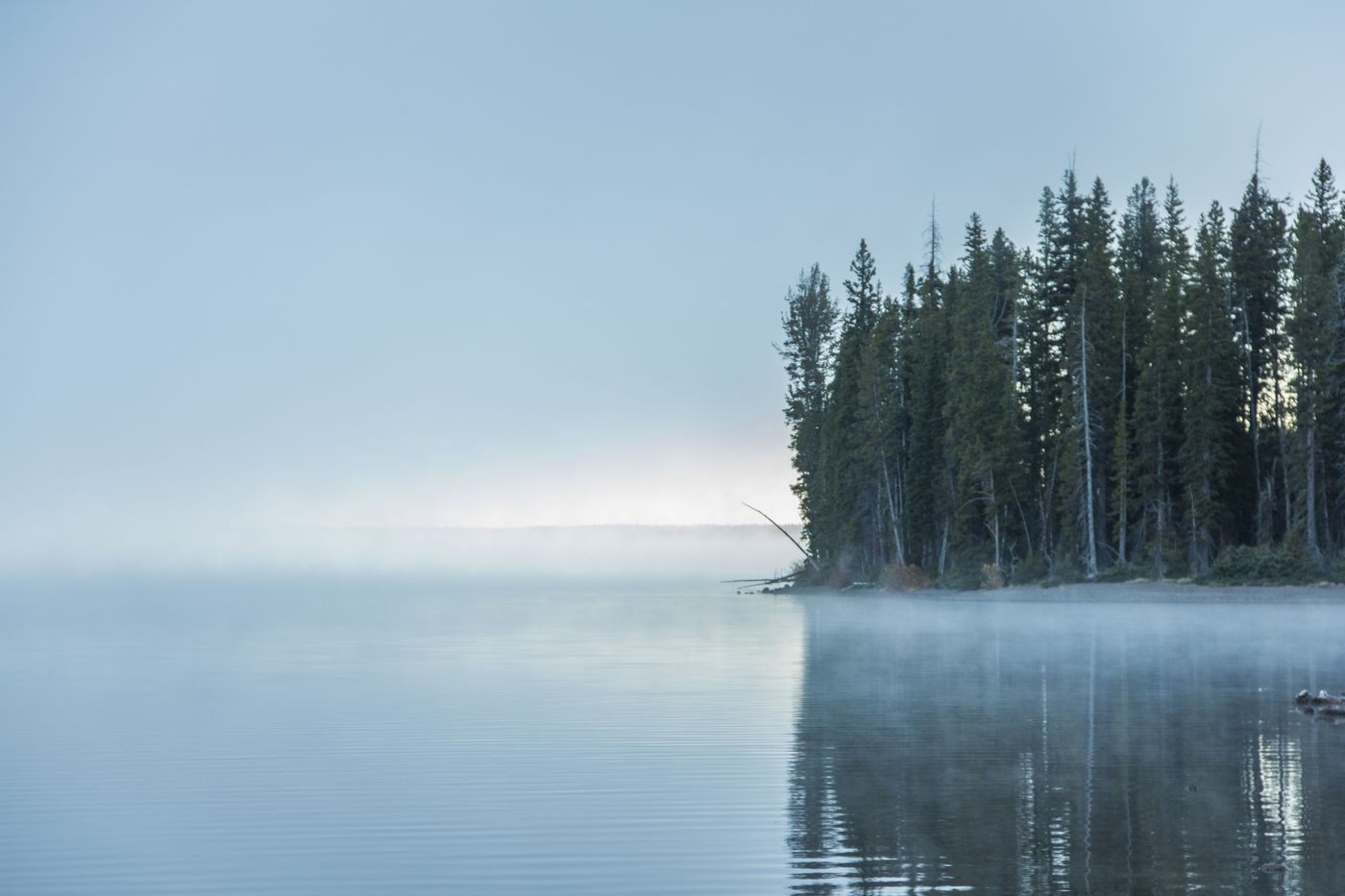 lake mist pines dawn