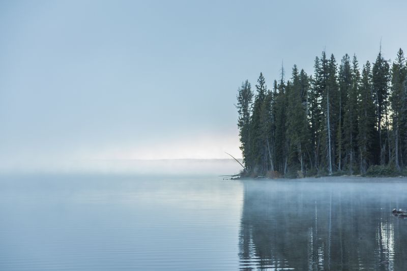 lake mist pines dawn